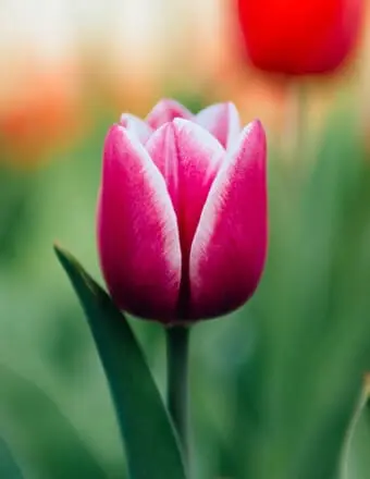 Gloria Morrison cover photo